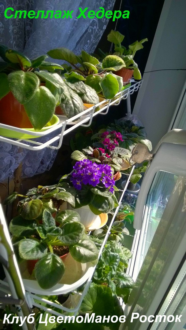 стеллаж для рассады и растений трехъярусный. Фото N11