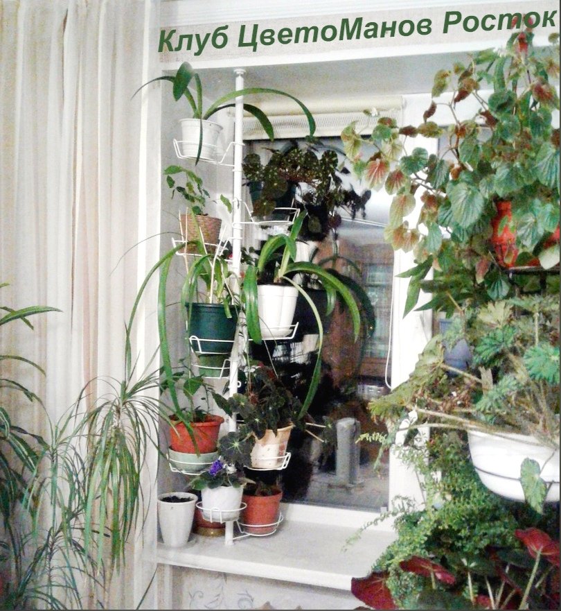 распорка металлическая для растений на окно. Фото N13